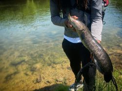 Snakehead Fly Fishing Pennsylvania